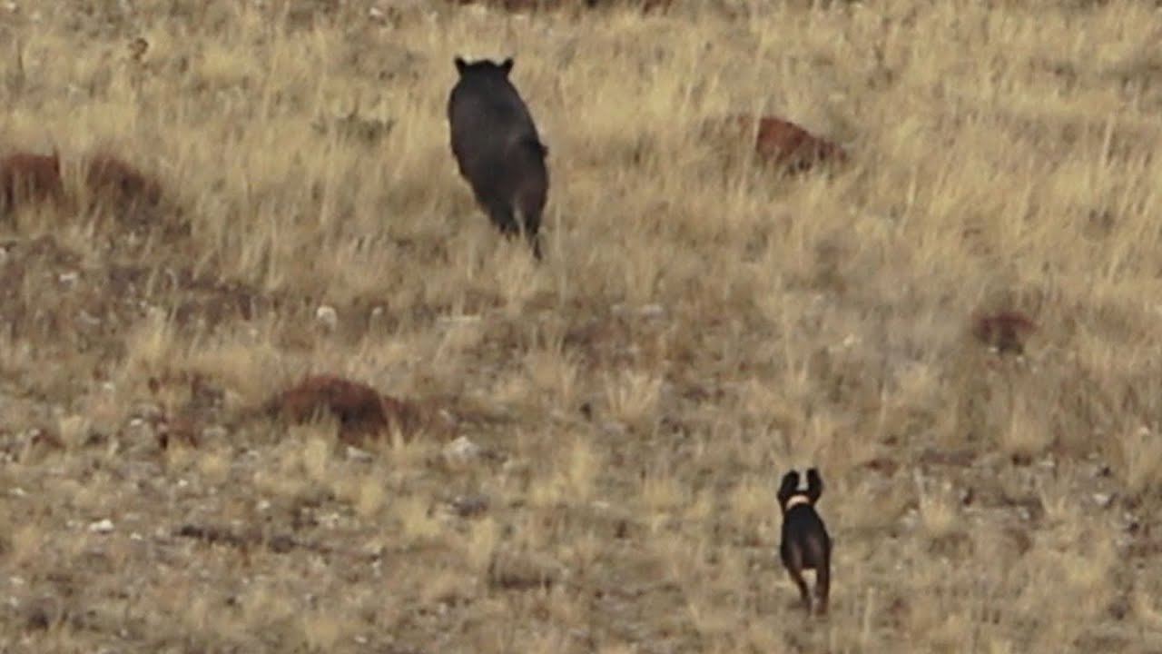 Sivas Yaban domuzu avı / wild boar hunting