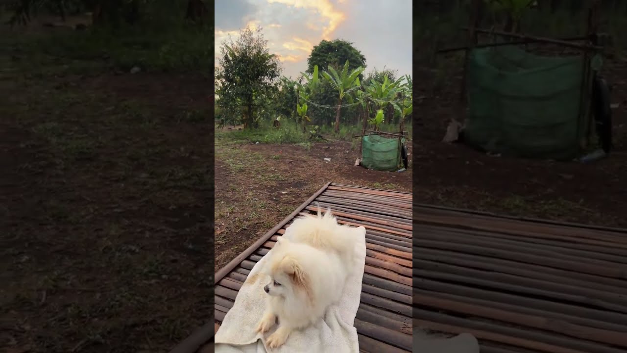 🌅 Peaceful 6:30AM Morning with Susu & Jiro | Happy Farm Life Live 🐒🐶❤️