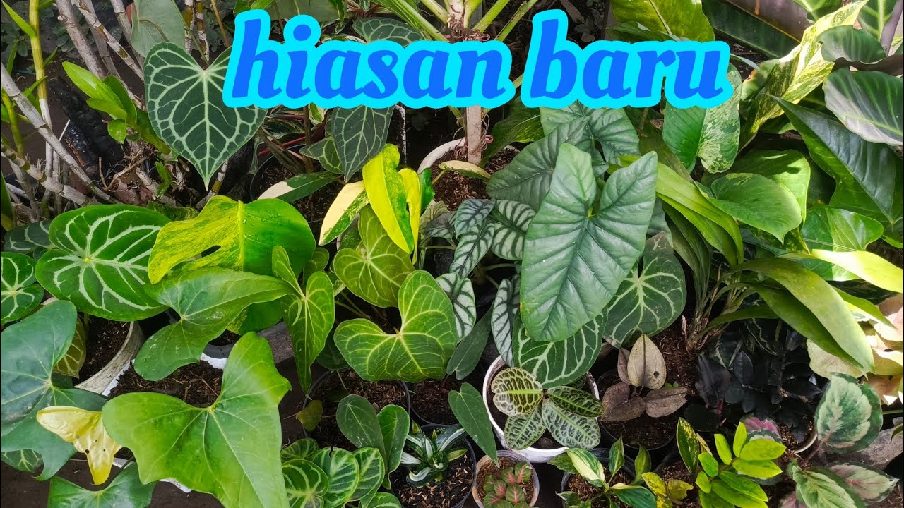 tanaman hasil buruan hari ini siap dikepoin lagi👉