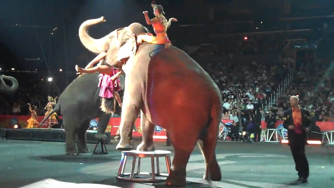 Ringling Bros. and Barnum & Bailey Elephants