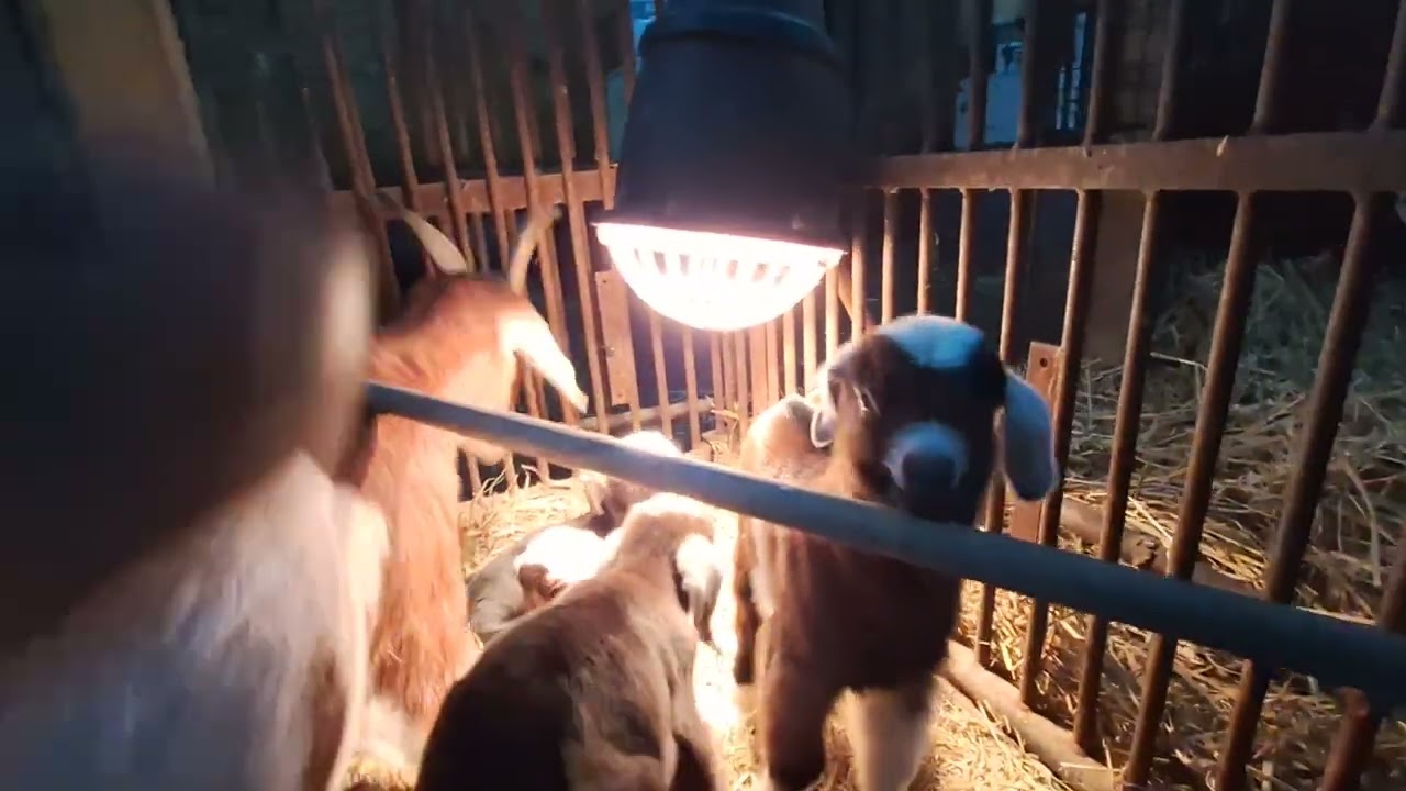 Quad Goat Kids