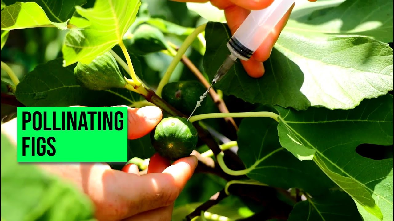 Hand-Pollinating Figs - This Will Change the Way We Grow Figs Forever