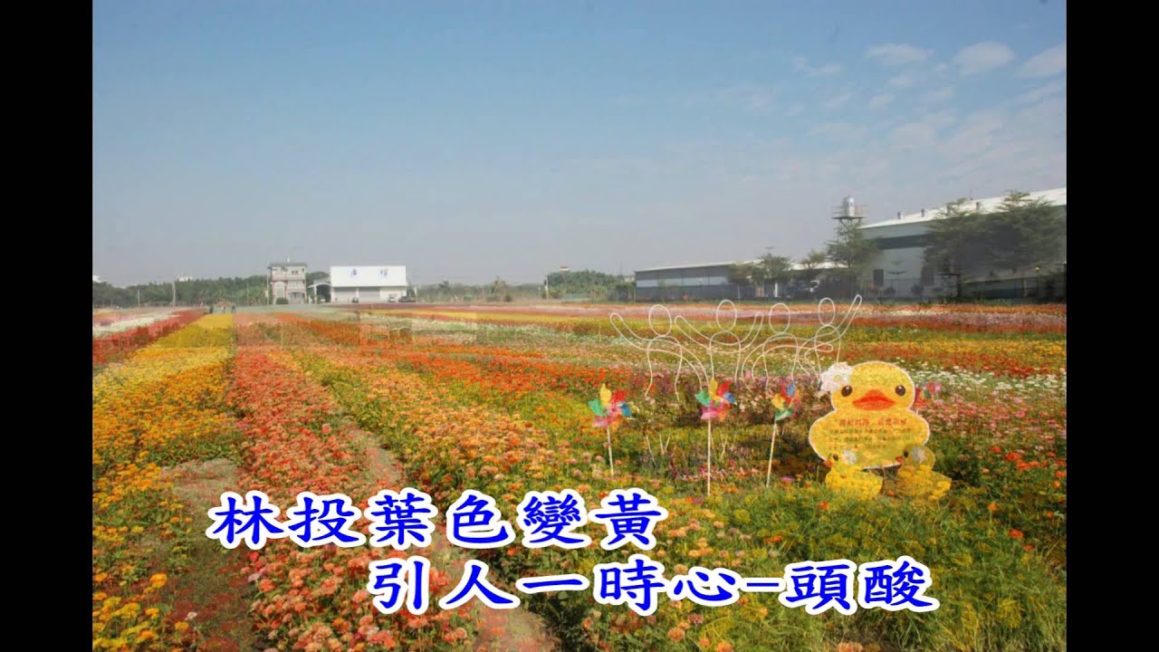 台語老歌--林投葉色青青(詞)