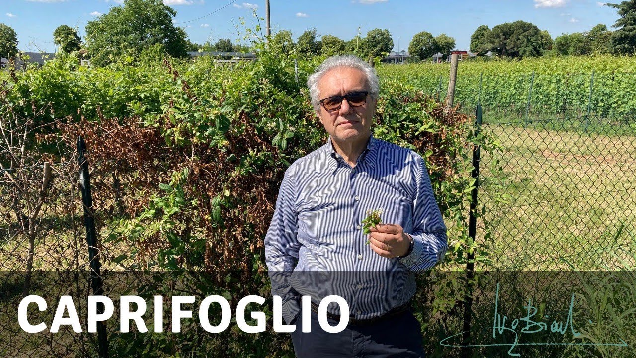 Caprifoglio, uno straordinario Antivirale