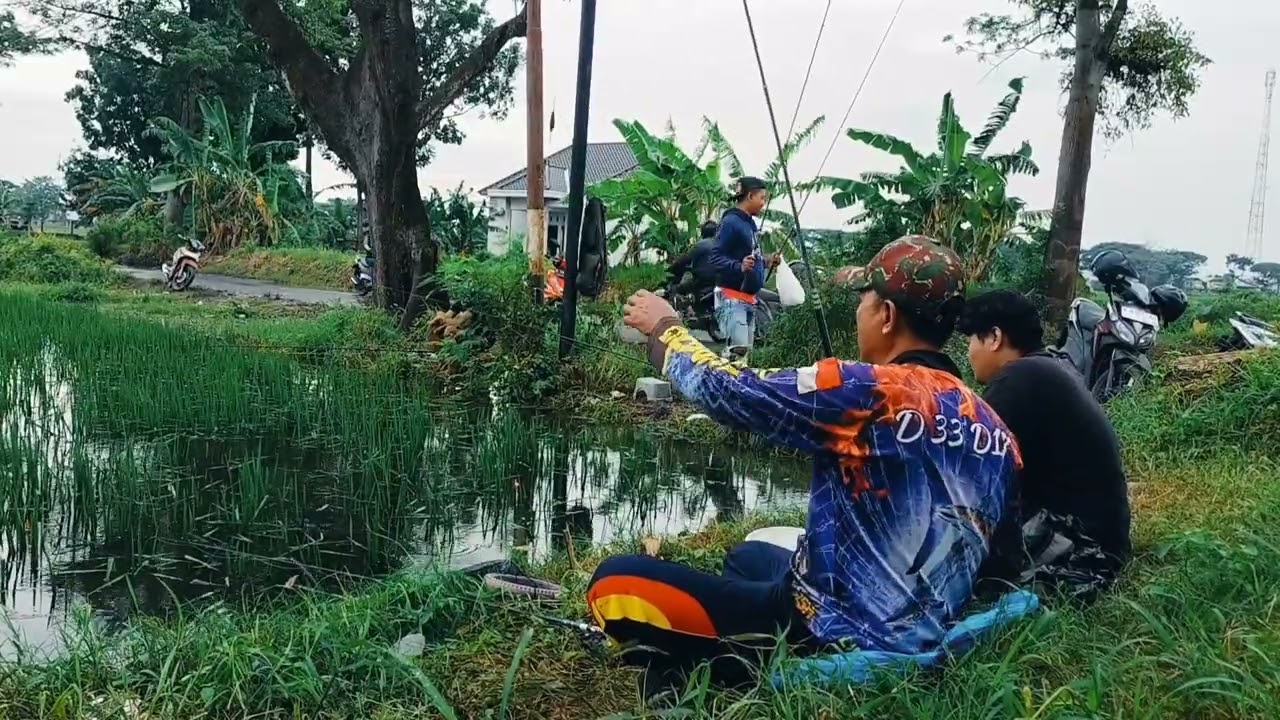 Banjir makin surut..ikan makin kelihatan jelas