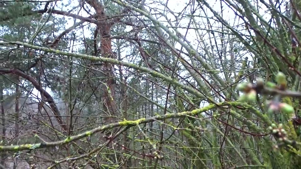 Refugi del esquirol, naturaleza en maximo esplendor.             