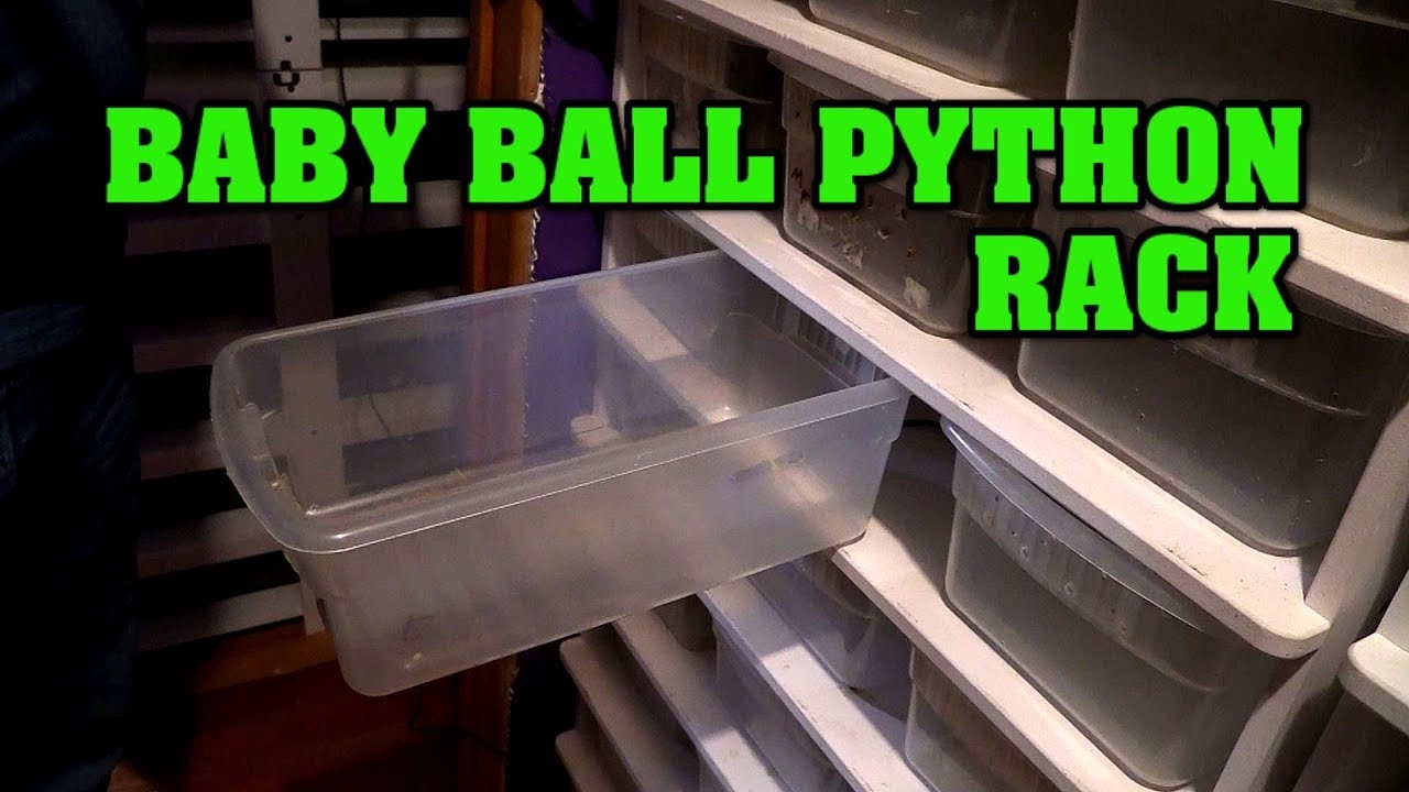 Setting up baby ball python rack, reptile house baby room!