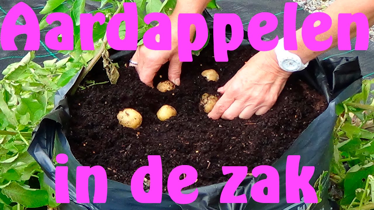 Aardappelen kweken in een zak
