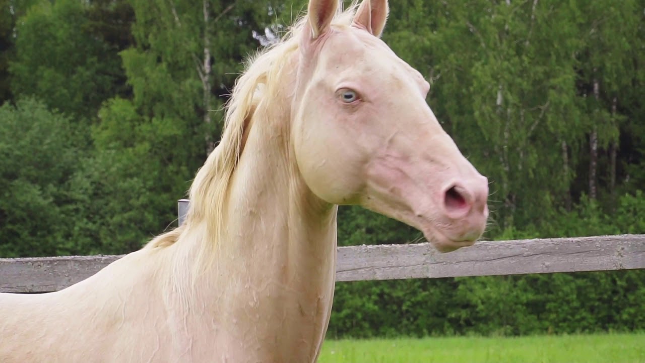 Akhal-teke horses in stud furm 
