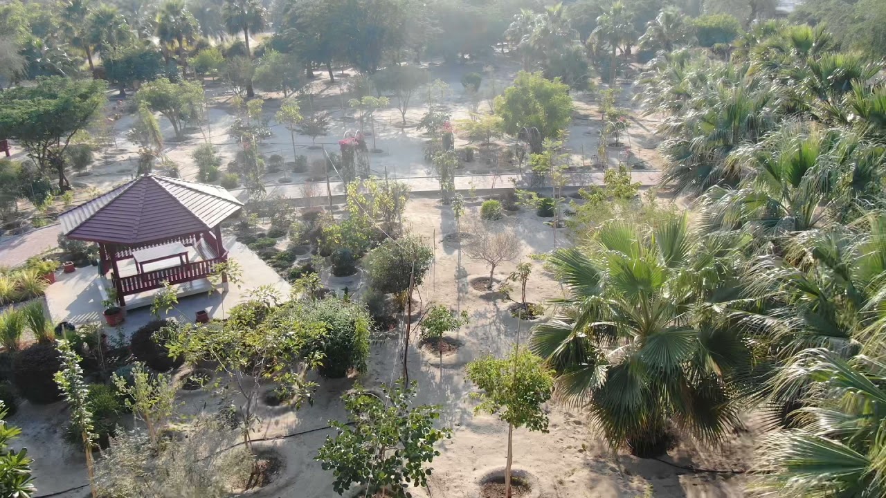 Our garden in Kuwait. January 2022.