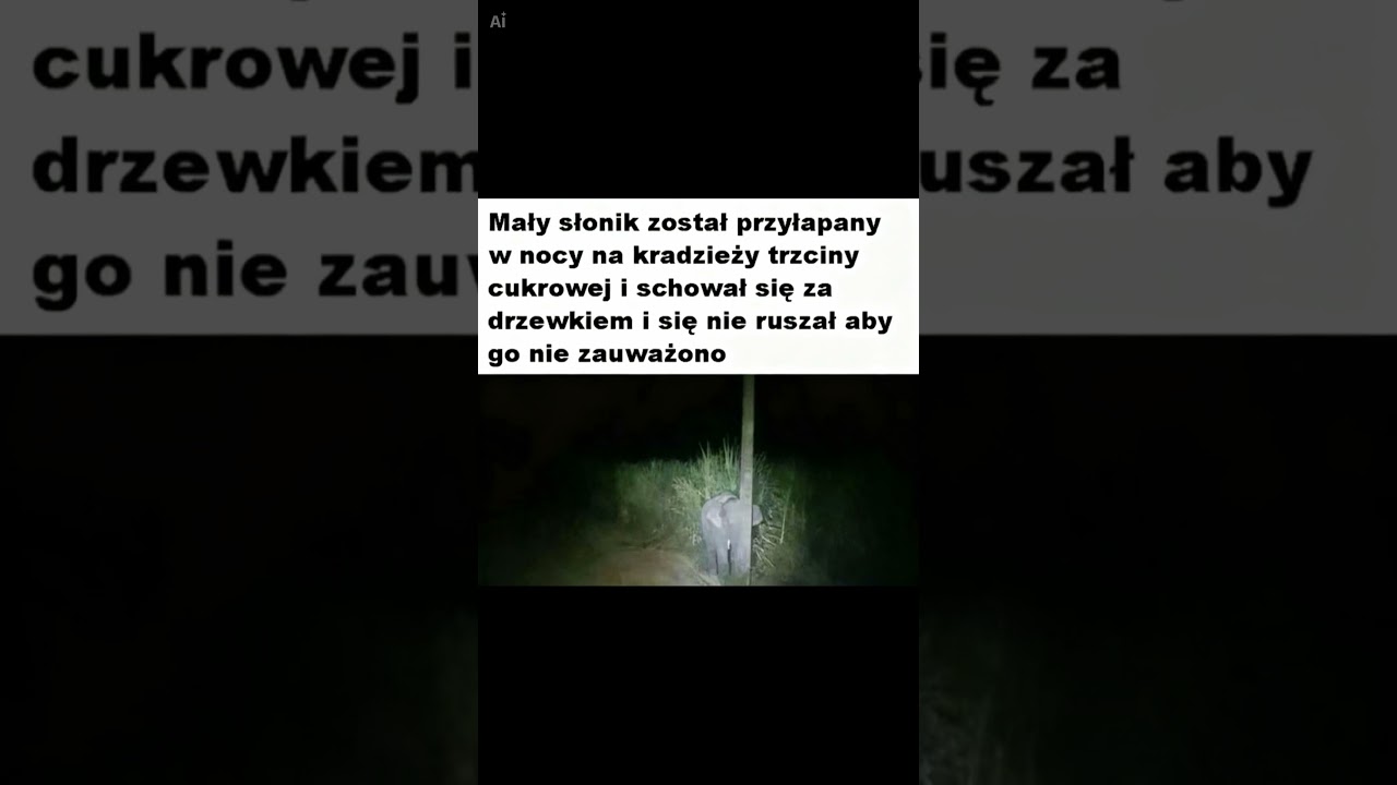 Najgorszy (i najsłodszy) kamuflaż świata! 🐘😂
