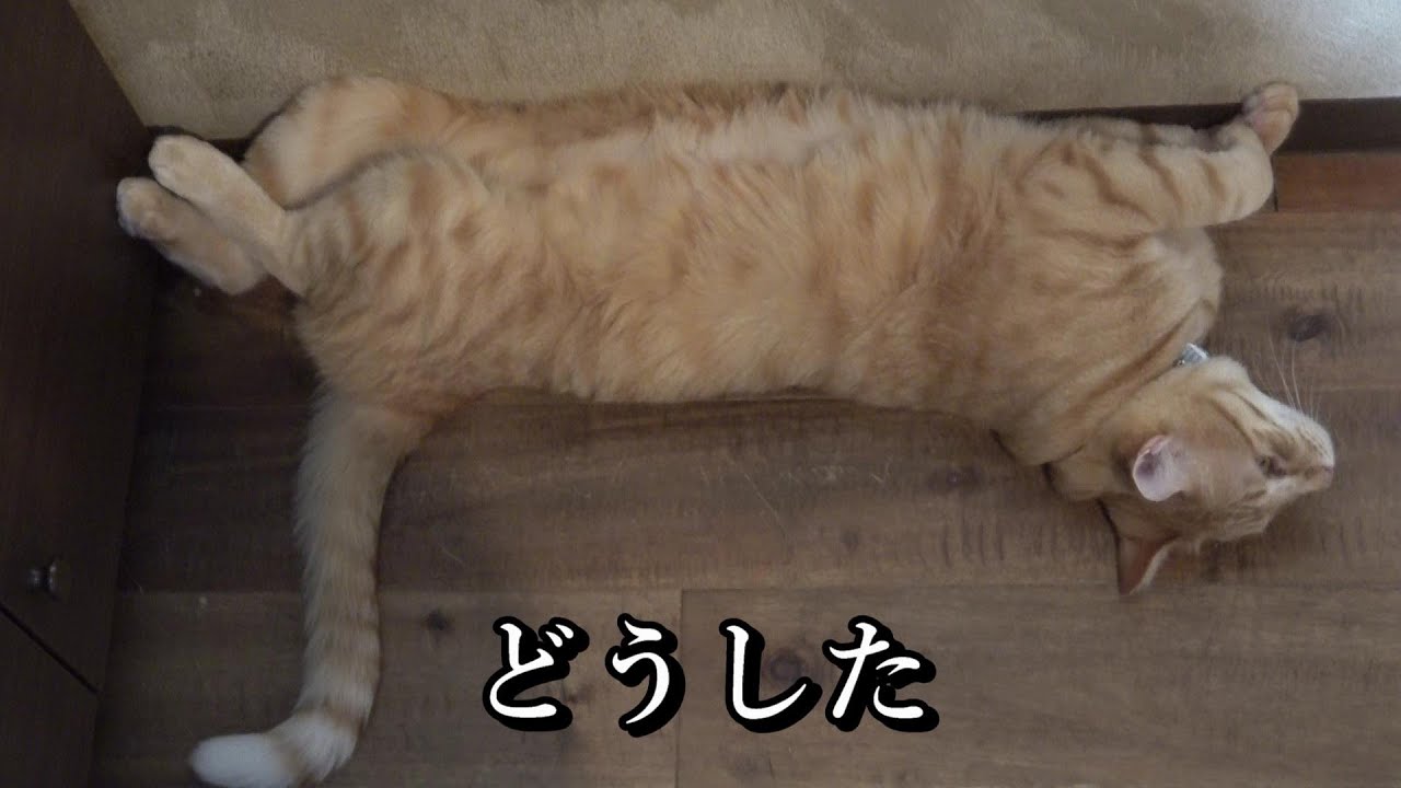 【子猫がわんさか】「保護猫カフェ　ウリエル」に行ってみた（大阪）