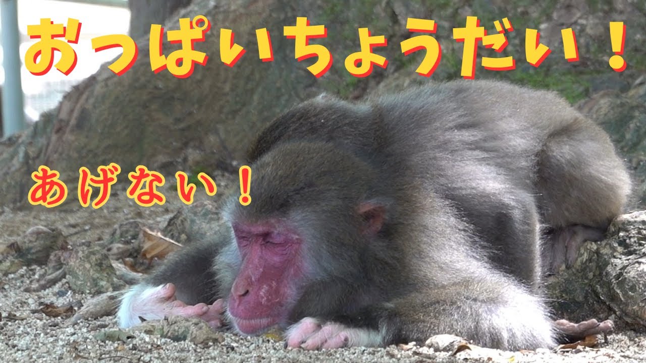 絶対におっぱいが欲しい娘と、絶対にあげない母ちゃんの攻防！【モンキーパーク 高崎山自然動物園】