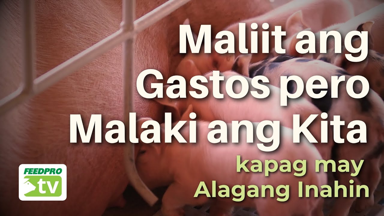 Maliit ang Gastos pero Malaki ang Kita kapag may Alagang Inahin