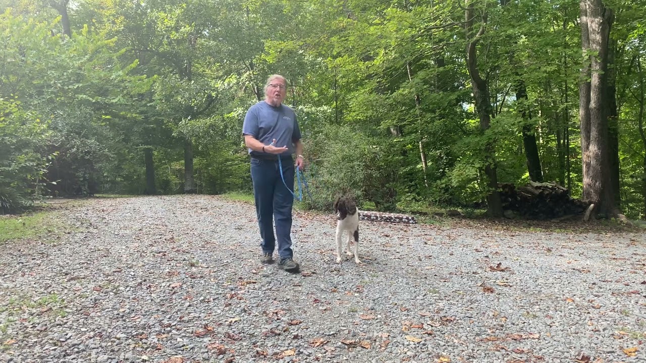 Brittany Spaniel Puppy Training Charlotte North Carolina | Betsy