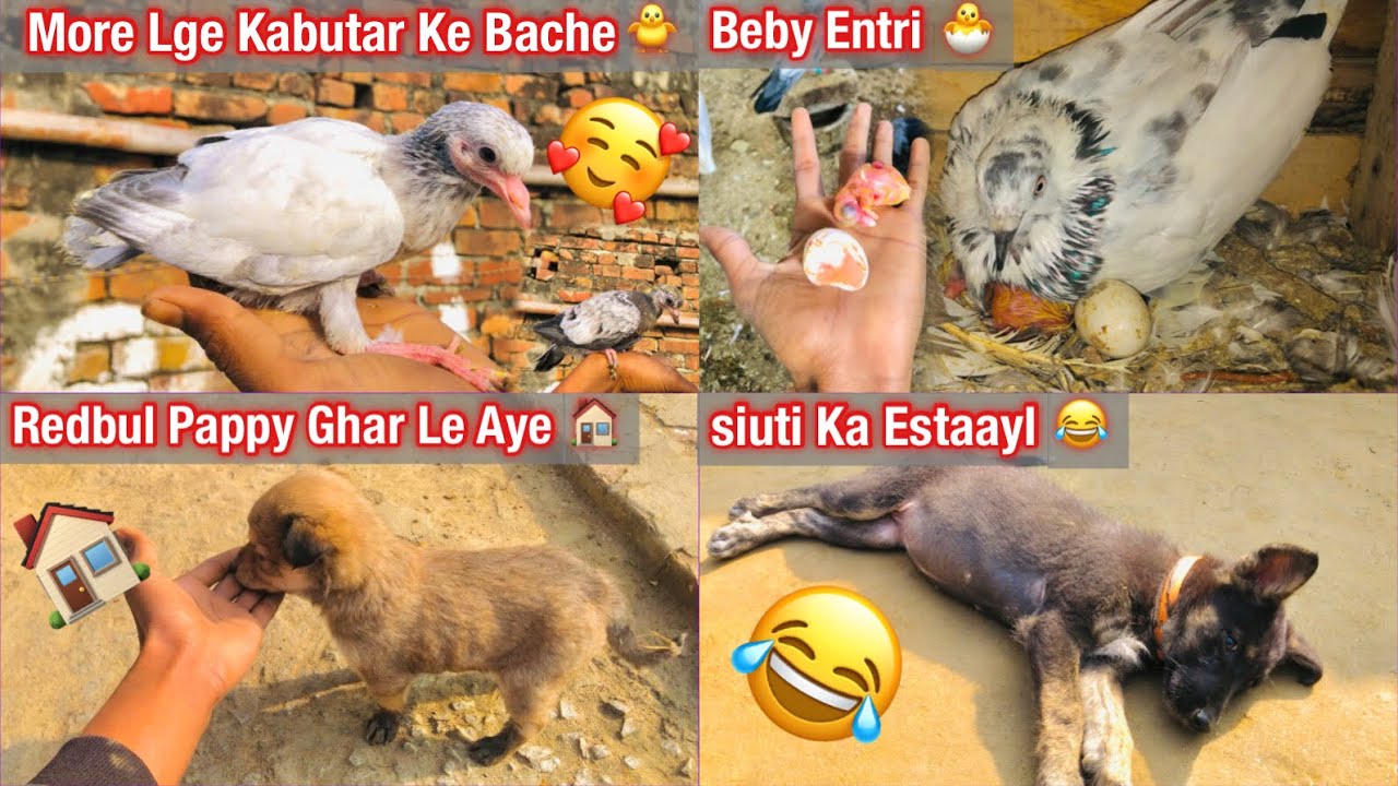 Siuti Ka Estaayl!!😂🕊️
