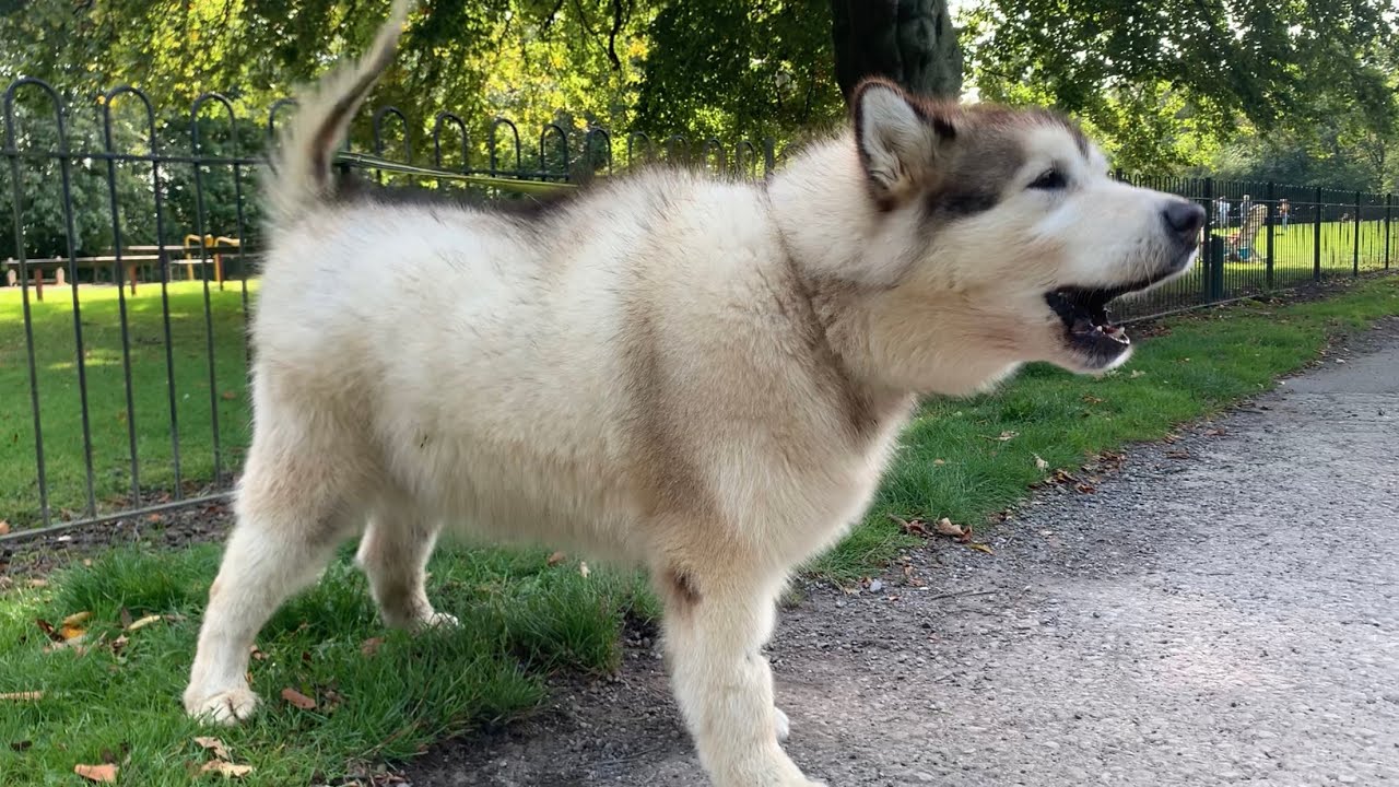 Walkies With Giant Dogs! Gates Cows And Dirt, The Struggle Is Real!!