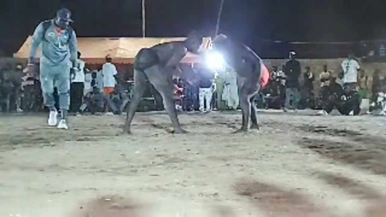 Combat choc ndiaye ami vs koor Fatou ndiaganiao a diamniadio borri guedj