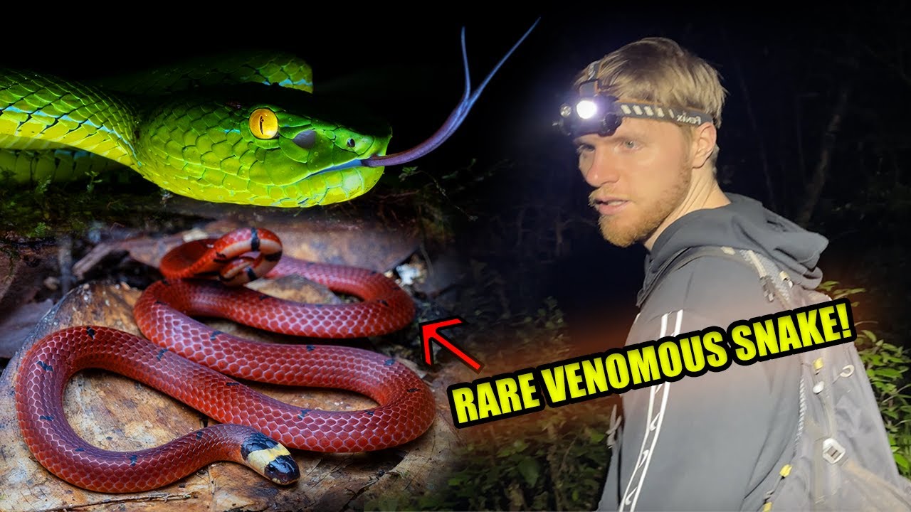 БЕЗУМНАЯ АБЕРРАНТНАЯ КОРАЛЛОВАЯ ЗМЕЯ!!!???