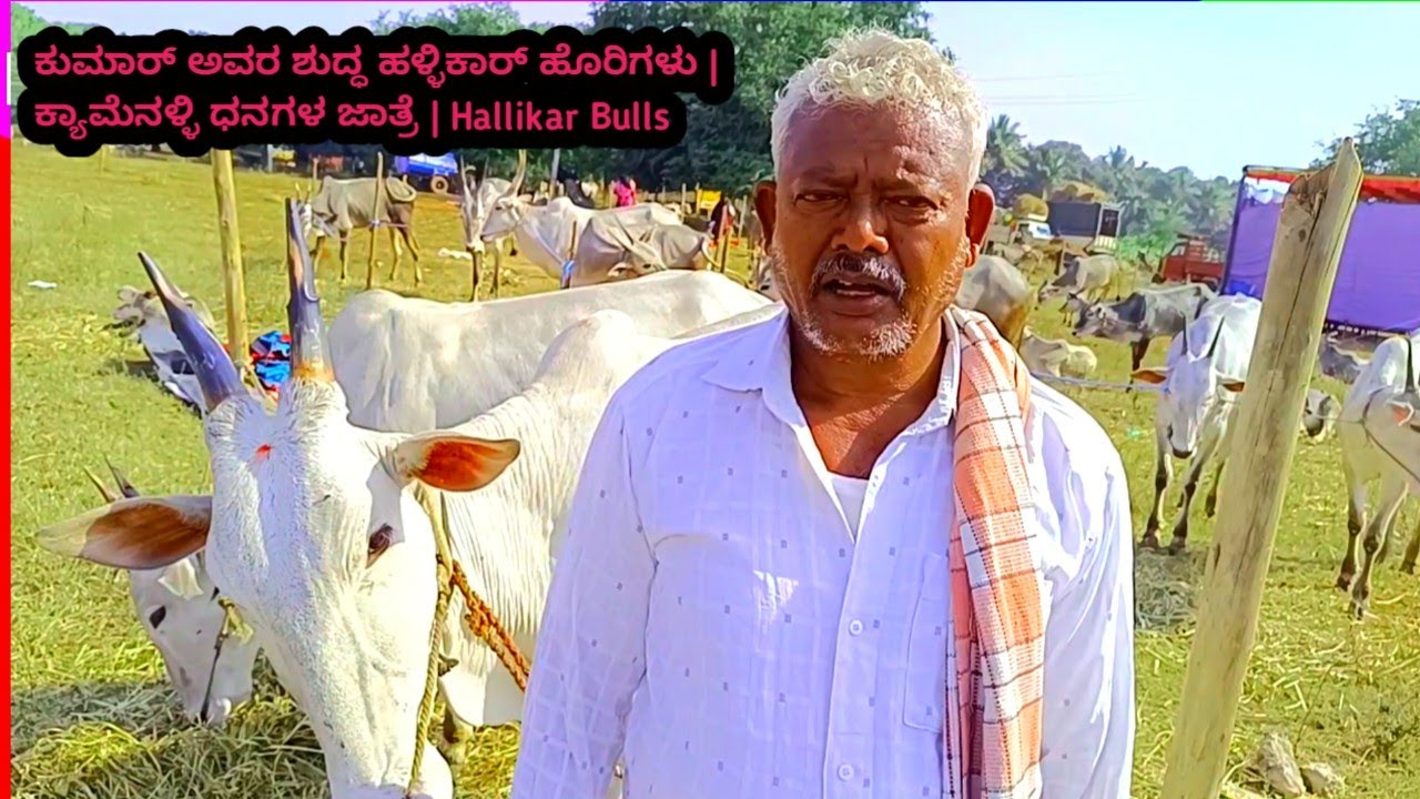 ಕುಮಾರ್ ಅವರ ಶುದ್ಧ ಹಳ್ಳಿಕಾರ್ ಹೊರಿಗಳು | ಕ್ಯಾಮೆನಳ್ಳಿ ಧನಗಳ ಜಾತ್ರೆ | Hallikar Bulls