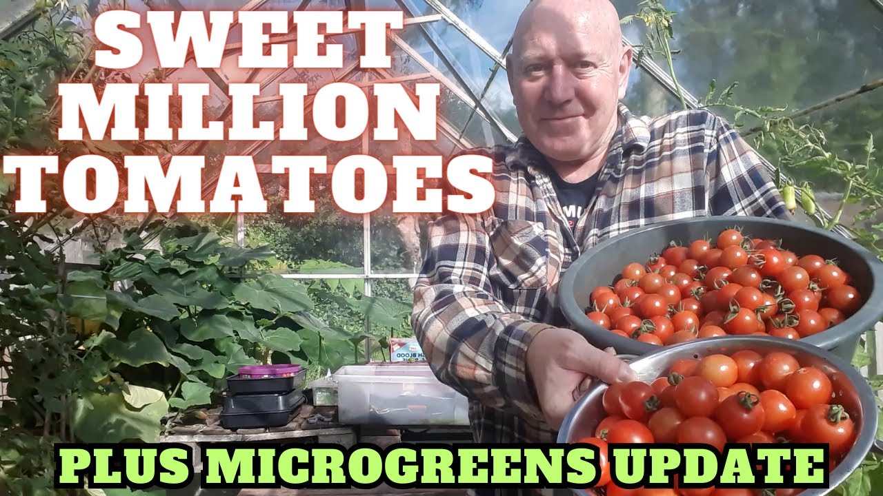 Sweet Million Tomatoes & Microgreens Update [Gardening Allotment UK] [Grow Vegetables At Home ]