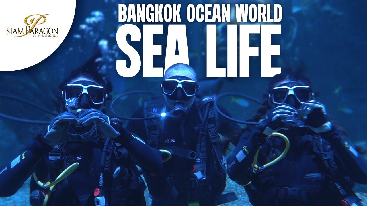 Dive with Sharks at Sea Life Bangkok Ocean World | Songkran Special
