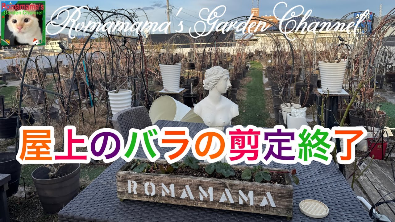 【バラの冬剪定】屋上のバラの剪定が終わりました　#ばら栽培　#冬剪定