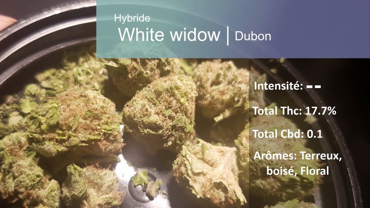 Cannabis r&eacute;cr&eacute;atif SQDC #30: White widow (dubon)