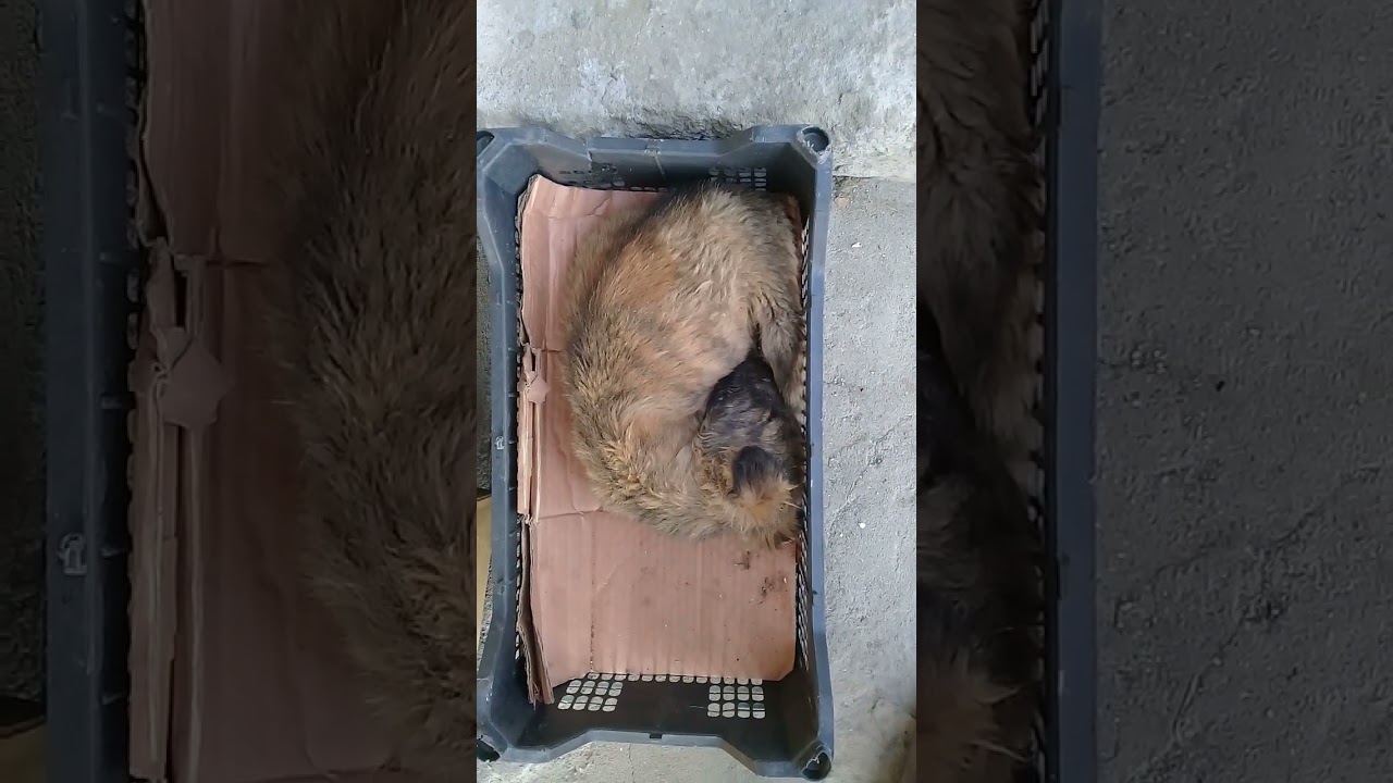 Stray puppies eating raw fish head in winters | Mountain Village | Simba The King 
