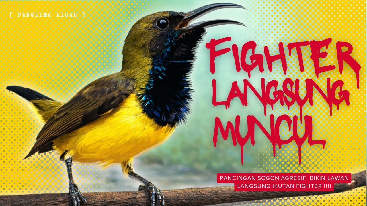 Suara Pancingan Sogon Sakti! Fighter Datang Tanpa Lama  #pancingansogon #sogongacordor #sogon 
