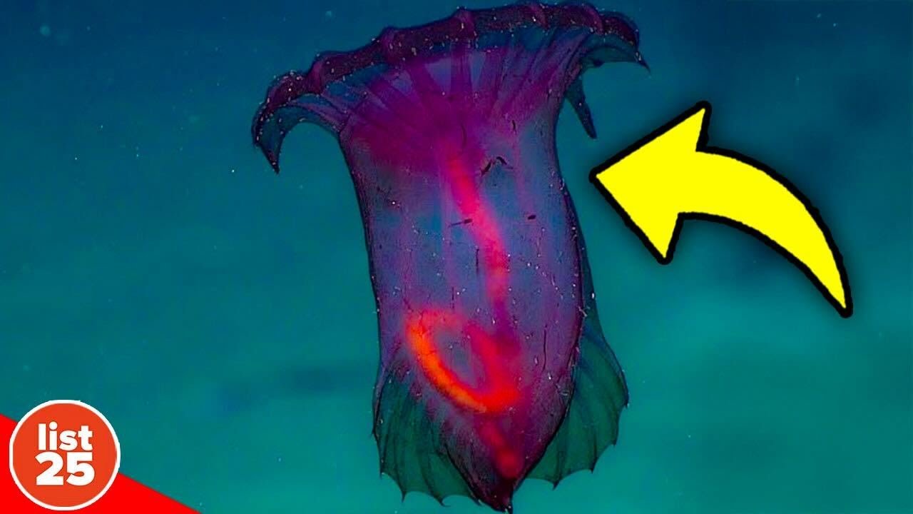 25 Mind Blowing Ocean Facts You Never Knew