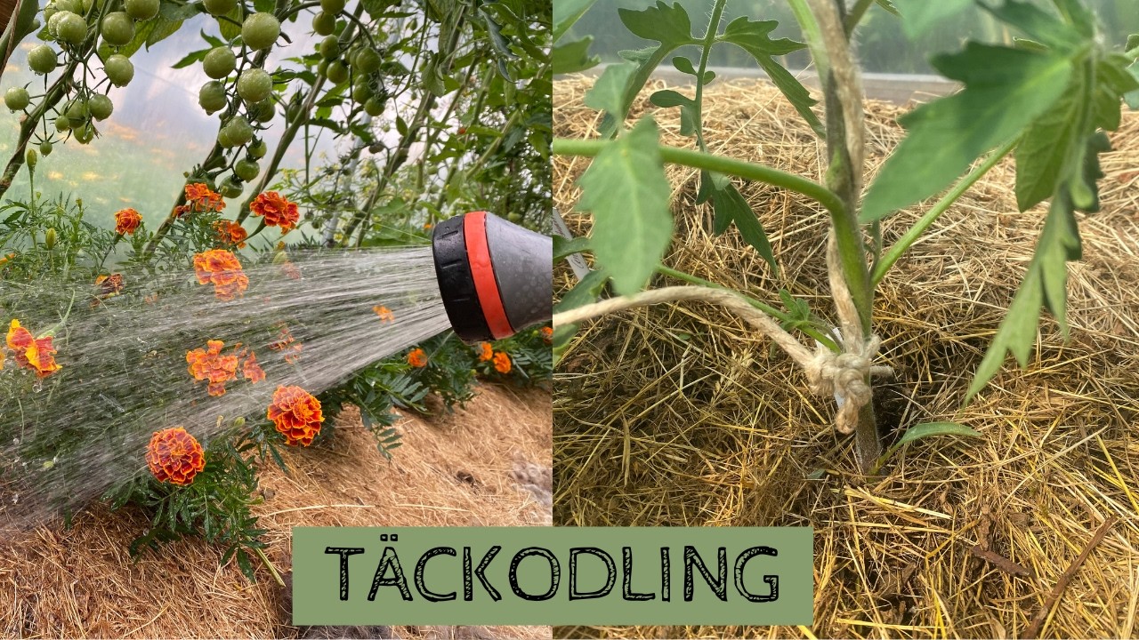 Täckodling på olika sätt - vilka material kan du använda? Fördelarna med täckodlingen