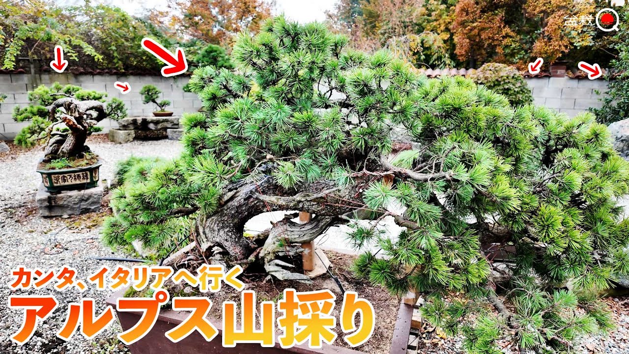 Путешествие по итальянским садам бонсай. ~Канта отправляется в Италию #2~ [Bonsai Q]