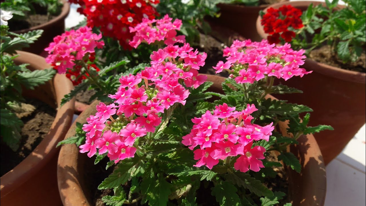 Some Winter Flowering Plants with Names