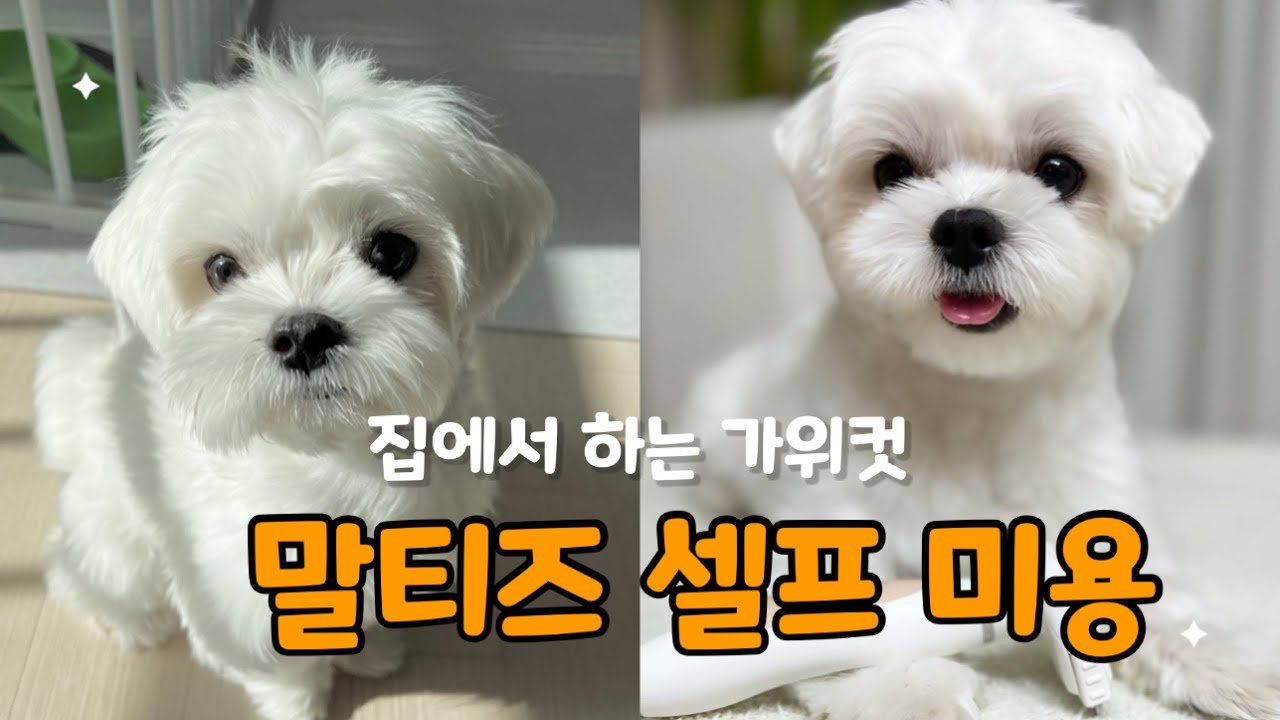 강아지 셀프미용🏠✂️ 말티즈 베이비컷 가위컷 dog self grooming
