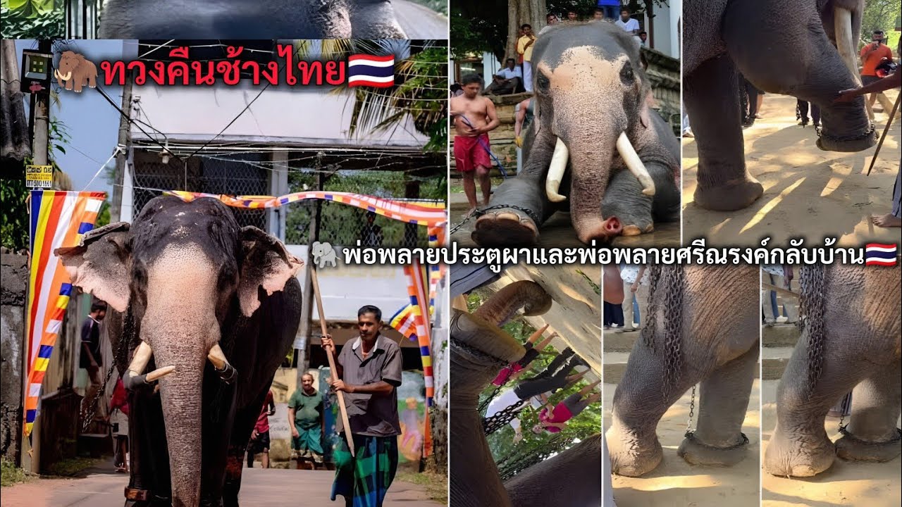 ทวงคืนช้างไทย พ่อพลายประตูผาและพ่อพลายศรีณรงค์กลับบ้าน
