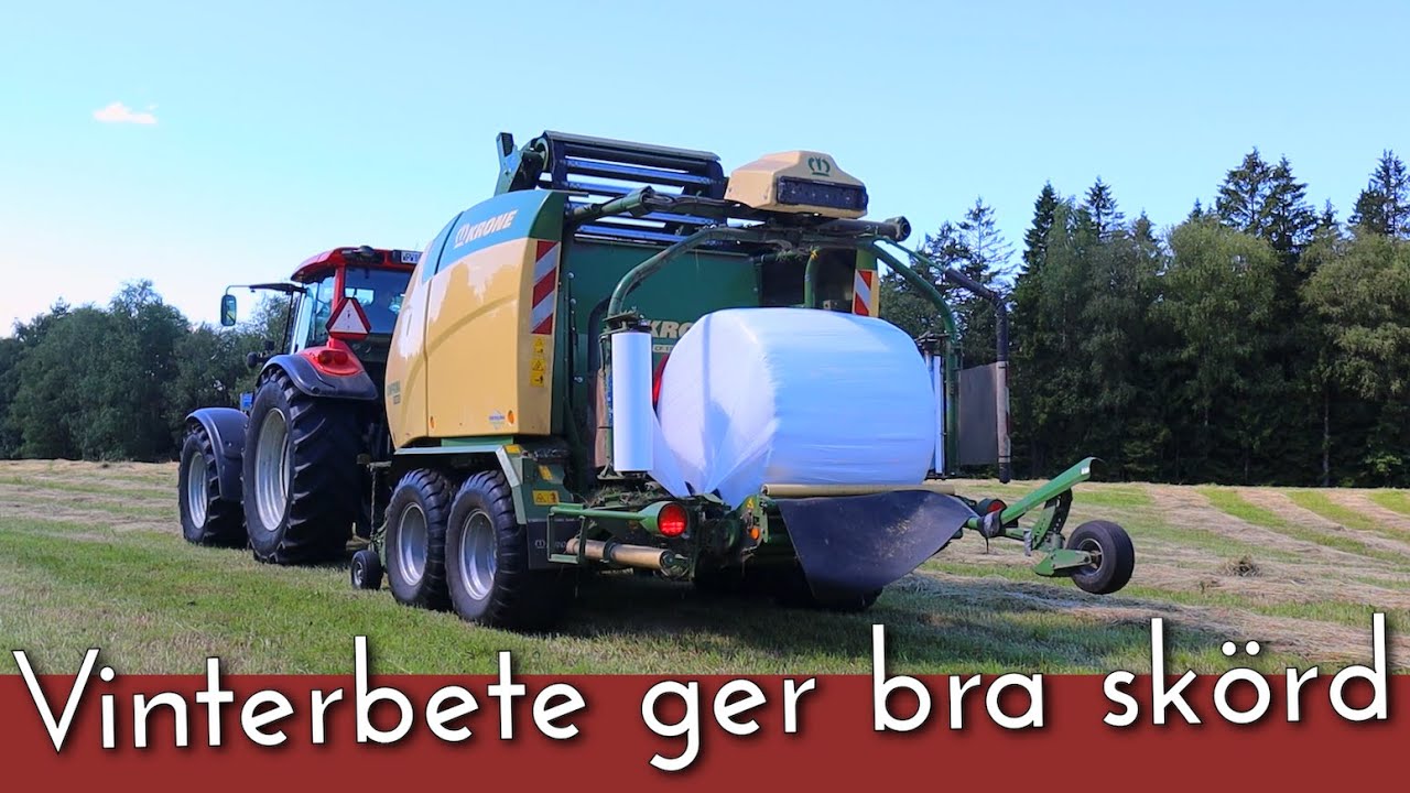 Hur blir skörden efter vinterbetet?