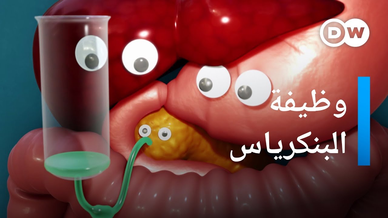 كيف يعمل البنكرياس وما هو دوره؟ | صحتك بين يديك