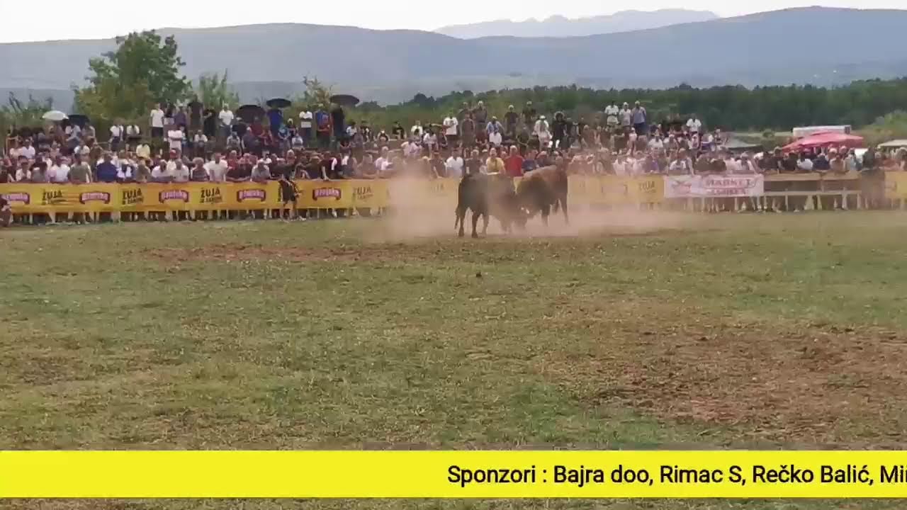 Uživo prvi krug Grude