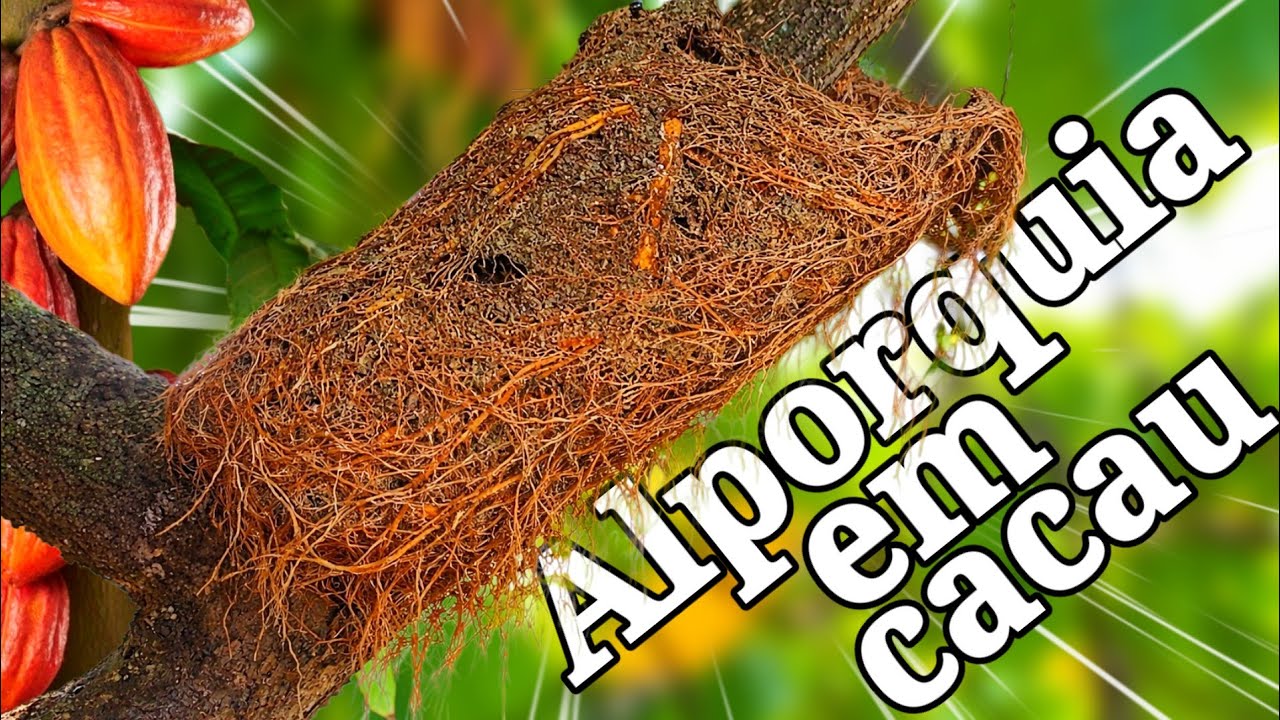 Alporquia Explodindo de Raízes 😱🌱 | Olha Isso!