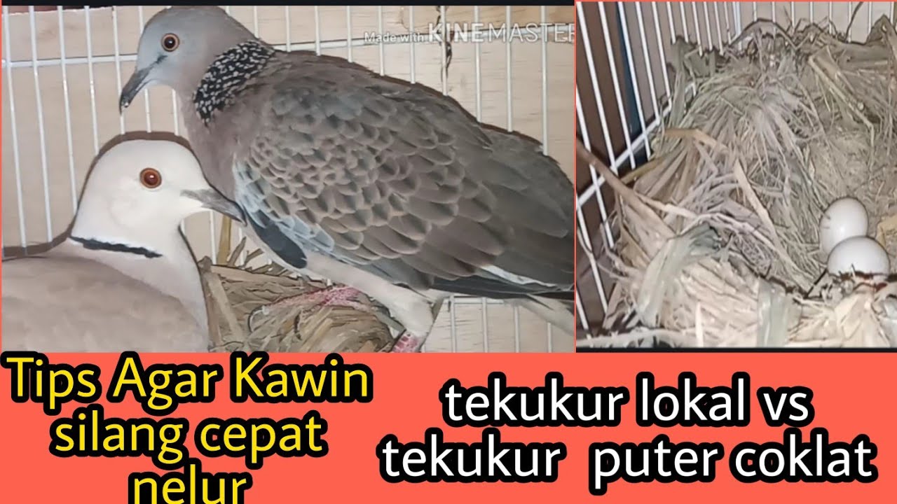 Tips Agar Kawin silang tekukur vs puter cepat BErTELUR l interbreeding turtles dove
