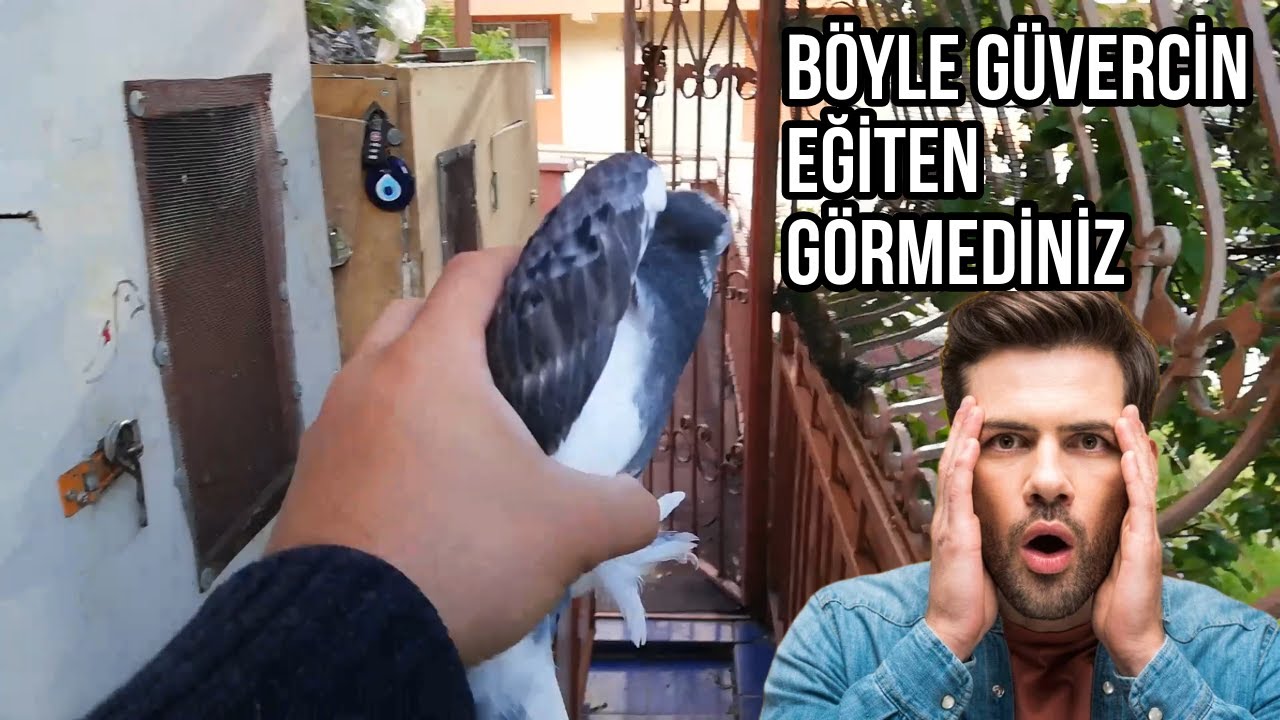 GÜVERCİN YAVRUSU NASIL UÇURULUR