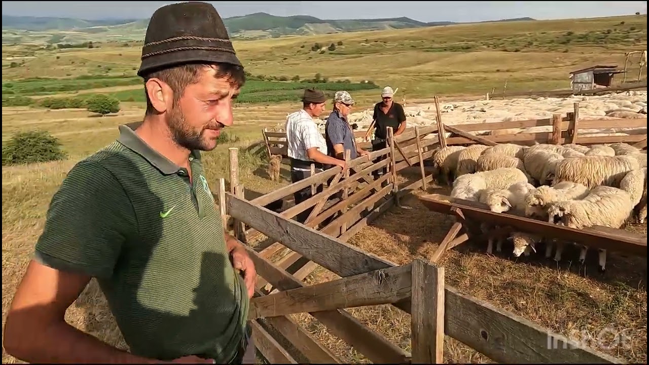 STÂNĂ DL TOADER DIN CORVINESTI .B-N .MULSUL OILOR