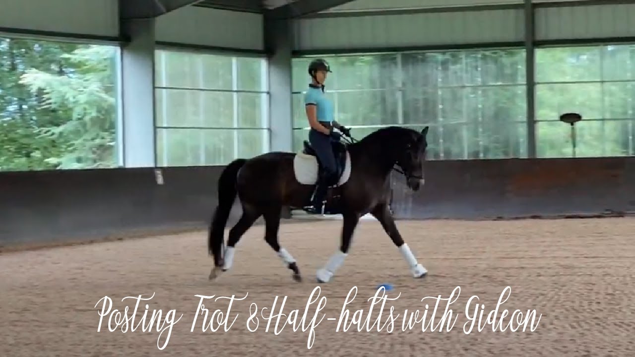 Posting Trot & Half-halts with Gideon