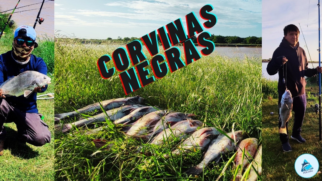 🎣ACA PESCAS CORVINAS NEGRAS SI O SI!! | FACIL Y DE COSTA | PESCARG