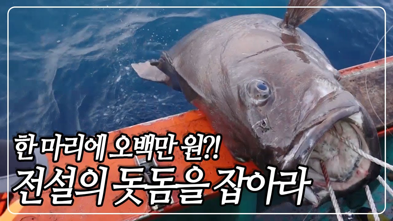 [다큐 PICK] 우리나라 바다에서 낚시로 잡을 수 있는 가장 크고 무거운 물고기! 전설의 물고기 '돗돔'의 사냥에 나선 낚시꾼들 [다큐 공감] KBS 150808 방송
