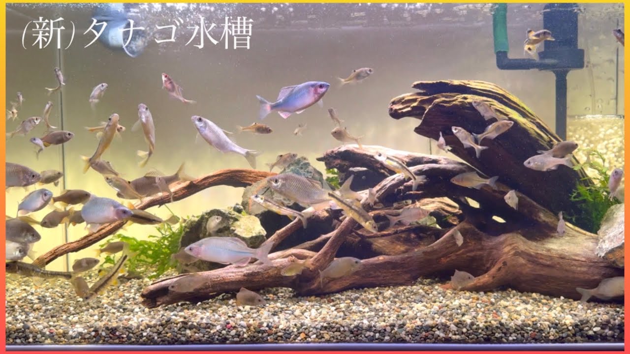 【総額10万越え！】90cmタナゴ水槽を全てがグレードアップしたアクリルの日淡水槽として生まれ変わりました！！