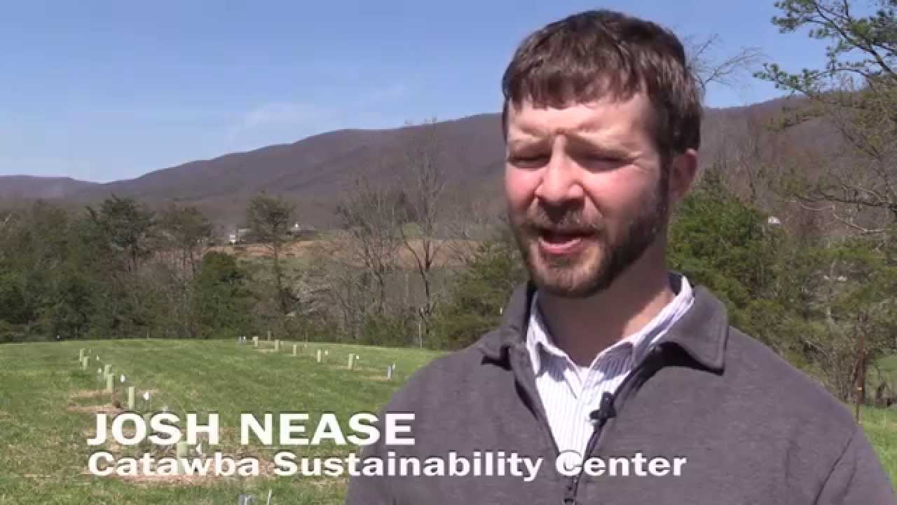 Virginia Tech nurtures American chestnuts