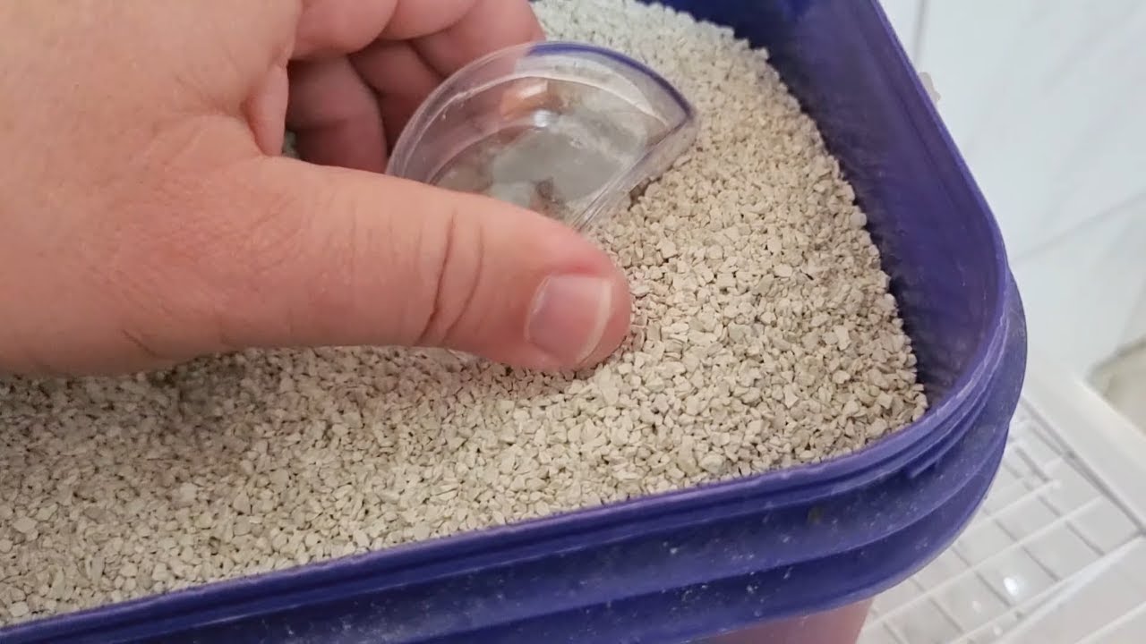 Seu pássaro precisa de areia então aprenda a forma e o momento certo para fornecer