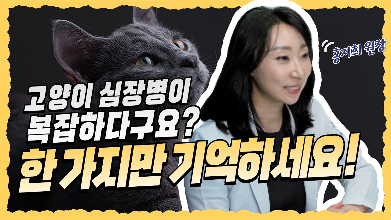 고양이심장병, 완전정복! 편😻 | 탑케어동물CARE백과